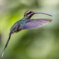 White-whiskered Hermit